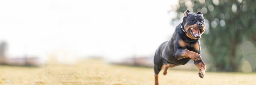 Welpen sind am 01.01.2023 geboren 